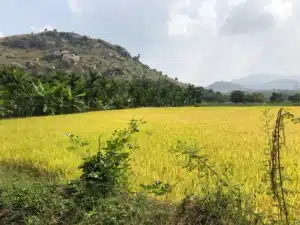 Minchukallu Betta Trek