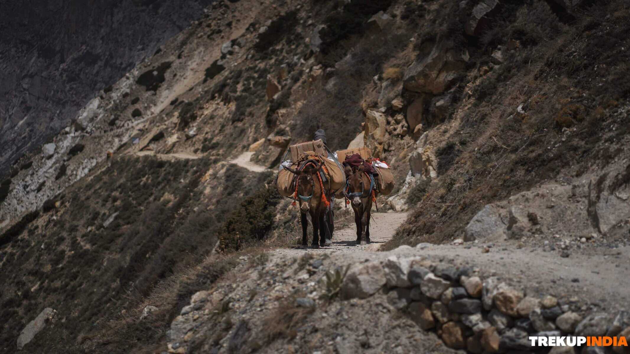 Gaumukh Tapovan Trekking Guide