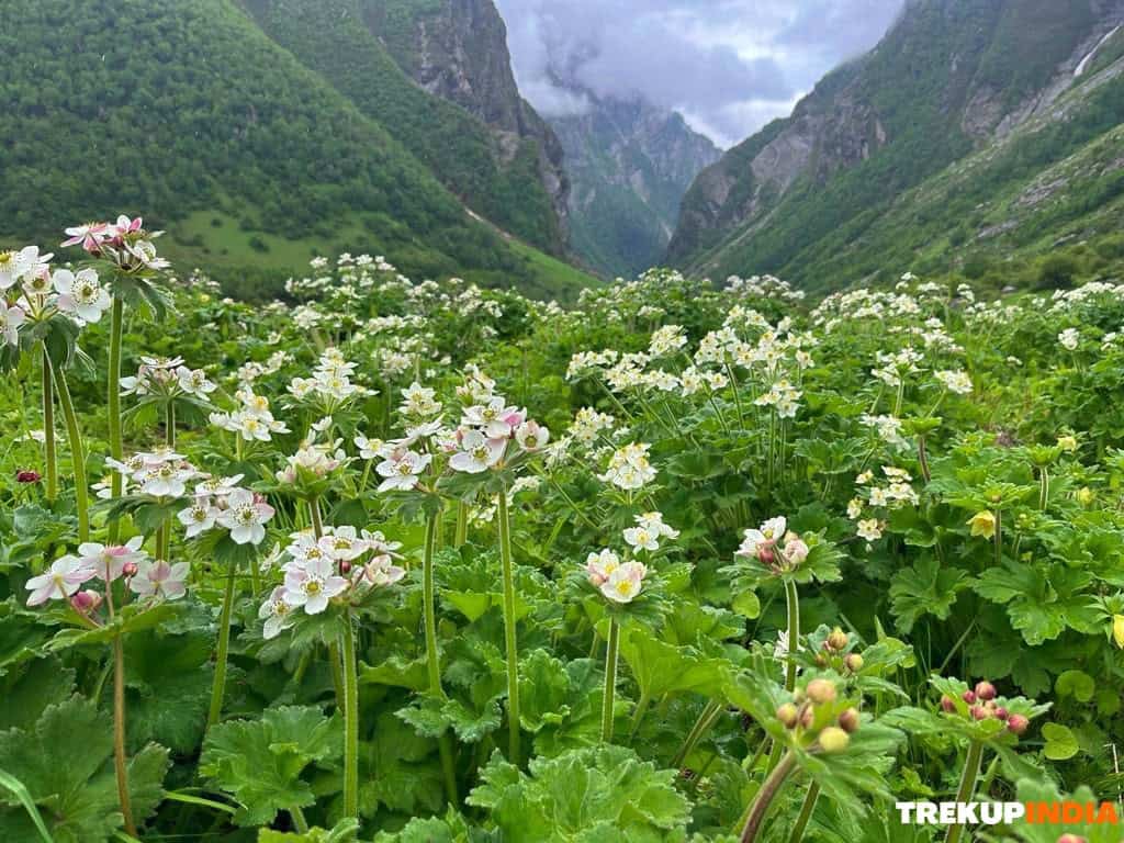 Valley Of Flowers Trek