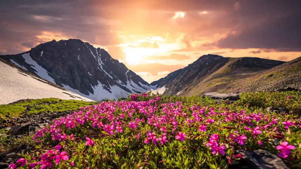 Valley Of Flowers Trek