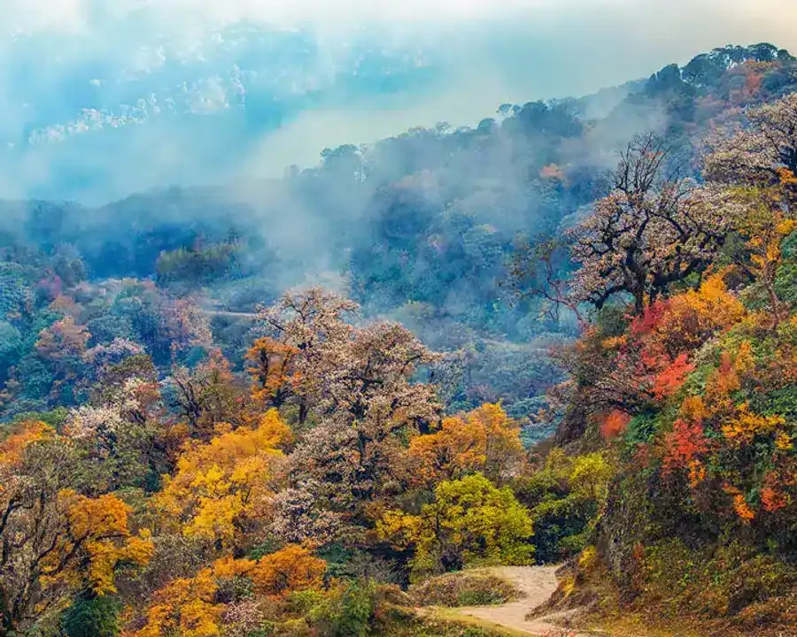 Sandakphu or Goechala? Deciding the Perfect Trek for You