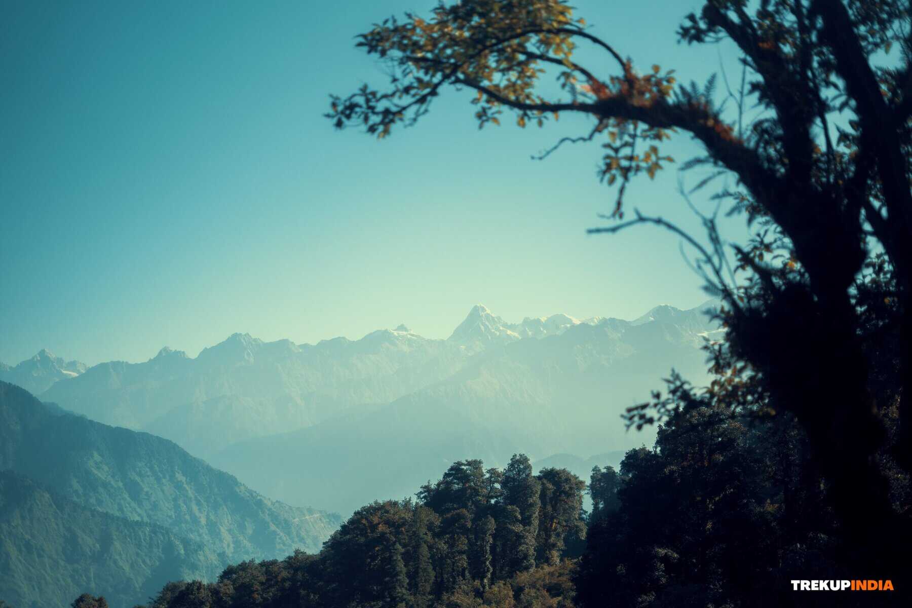 a lush alpine meadow adventure