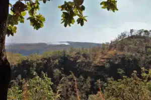 Satpura Forest Trail