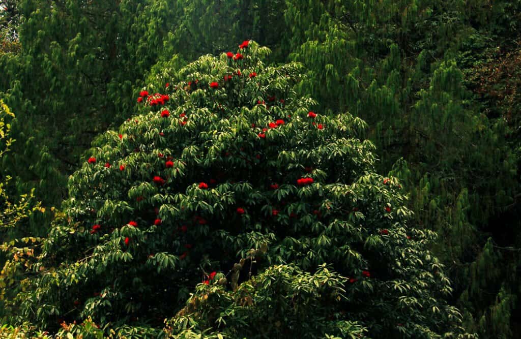 Rhododendron Treks